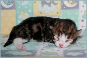 Male Siberian Kitten from Deedlebug Siberians